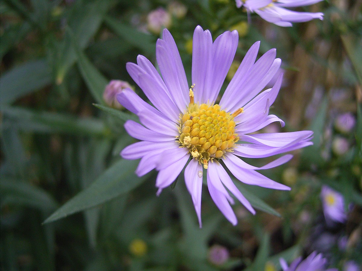 AsterNovi-belgii-flower-1mb